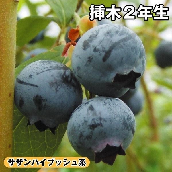 果樹苗 ブルーベリー サザンハイブッシュ系 オニール 挿木2年生 1株