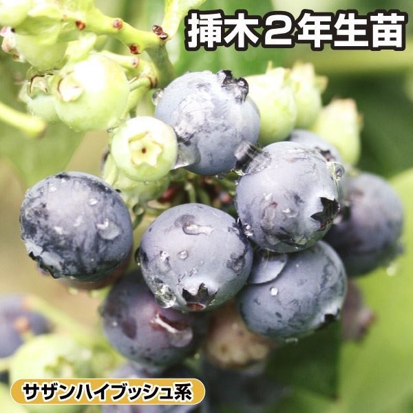 果樹苗 サザンハイブッシュ系ブルーベリー シャープブルー 挿木2年生苗 1株