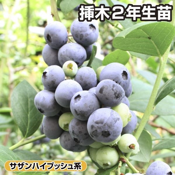 果樹苗 サザンハイブッシュ系ブルーベリー サミット 挿木2年生苗 1株
