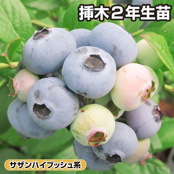 果樹苗 サザンハイブッシュ系ブルーベリー ニューハノーバー 挿木2年生苗 1株