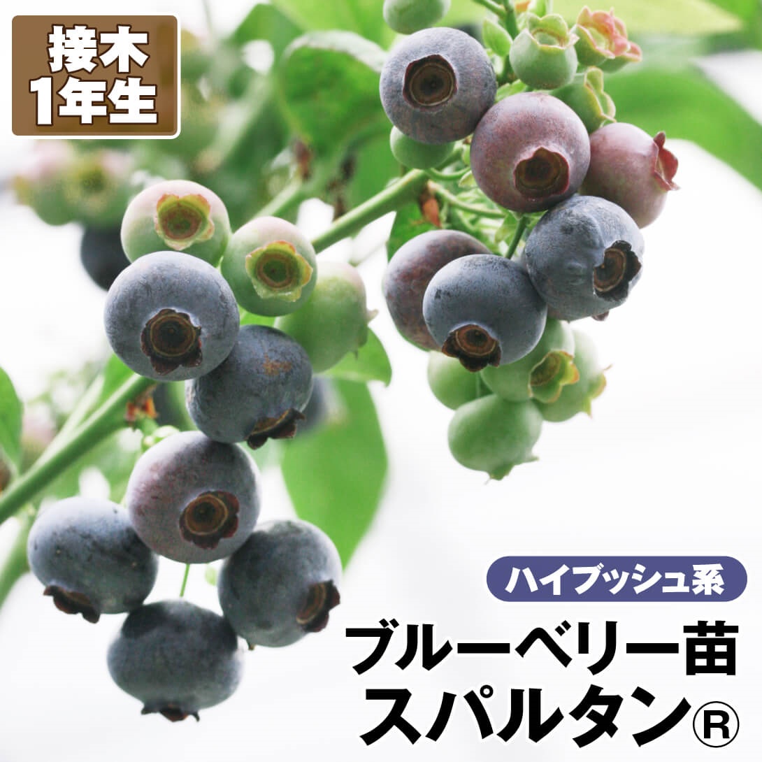 果樹苗 ハイブッシュ系 ブルーベリー スパルタンR 接木1年生苗 1株