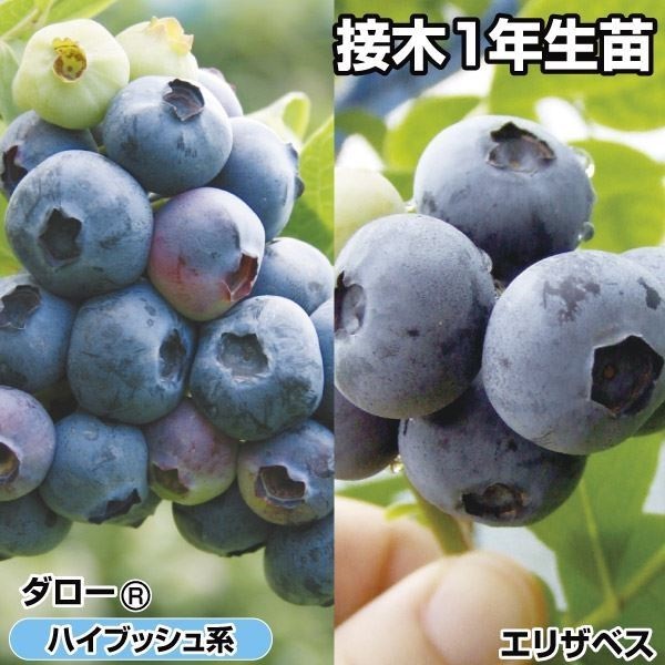 果樹苗 ブルーベリー 美味ハイブッシュ系接木セット 2種2株