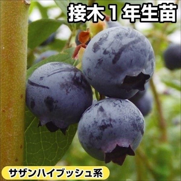 果樹苗 サザンハイブッシュ系 ブルーベリー オニール 接木1年生苗 1株
