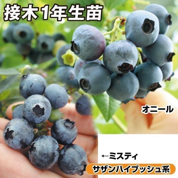果樹苗 ブルーベリー 大実サザンハイブッシュ系接木セット 2種2株