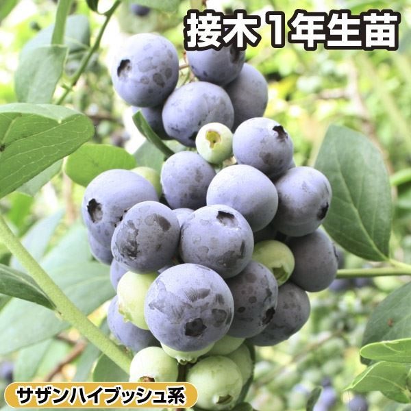 果樹苗 サザンハイブッシュ系ブルーベリー サミット 接木1年生苗 1株