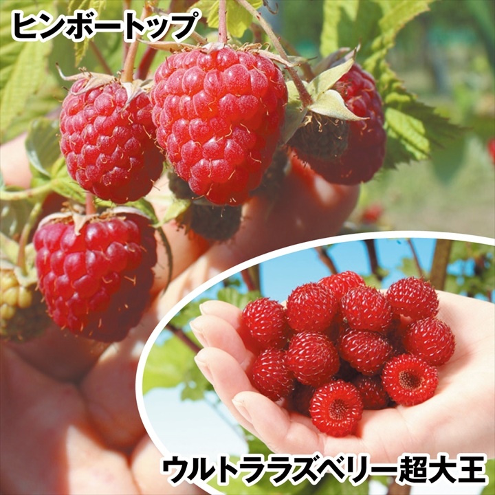 果樹苗 キイチゴ ラズベリーセット 2種2株