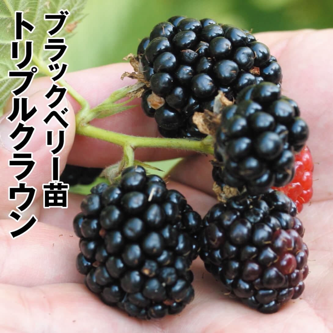 果樹苗 キイチゴ ブラックベリー トリプルクラウン 1株
