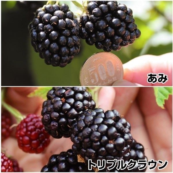 果樹苗 キイチゴ ブラックベリーセット 2種2株