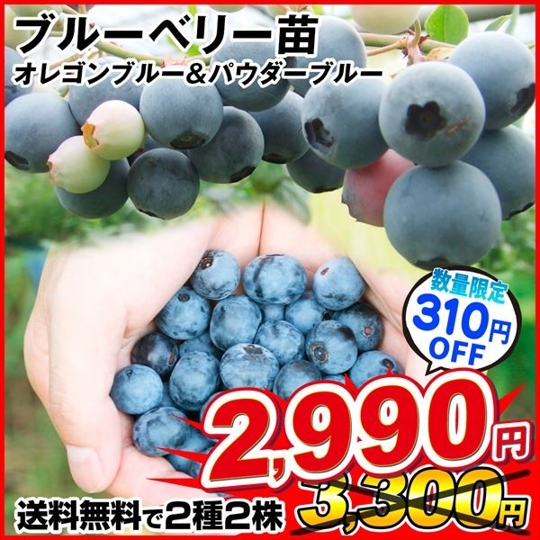 果樹苗 挿木3年生ブルーベリーCセット 2種2株 送料無料[限定特価]