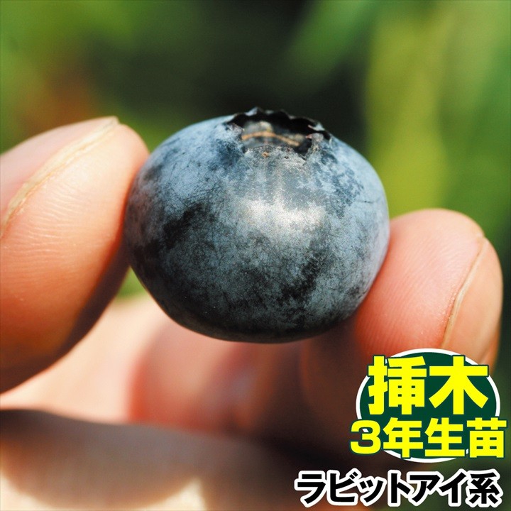 果樹苗 ラビットアイ系 ブルーベリー T-100 挿木3年生苗 1株 送料無料