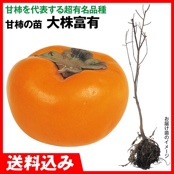 果樹苗 大株甘柿 大株富有 1株 送料込み