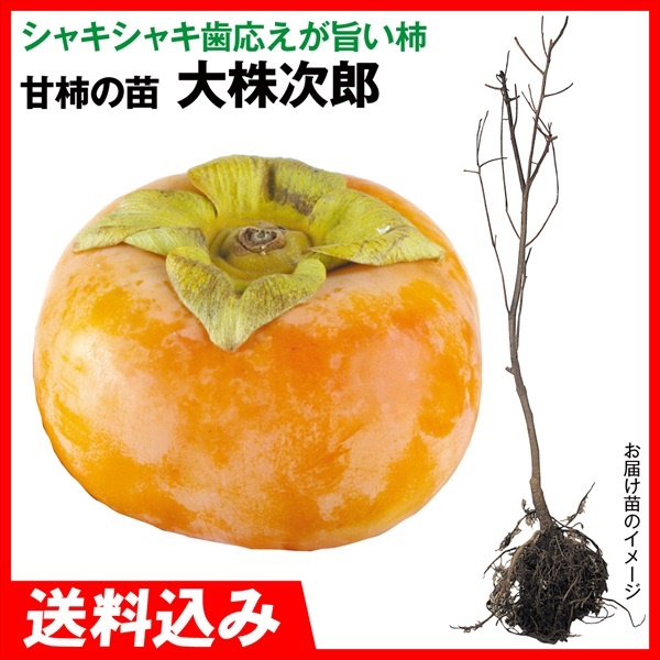 果樹苗 大株甘柿 大株次郎 1株 送料込み