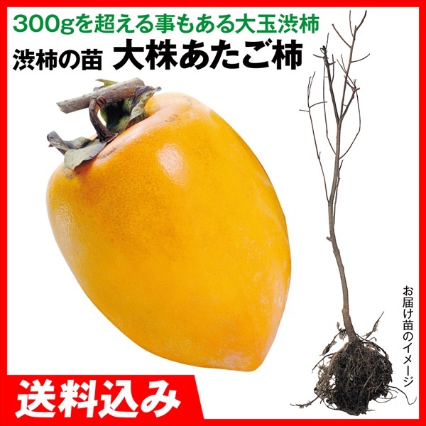 果樹苗 大株渋柿 大株あたご柿 1株 送料込み