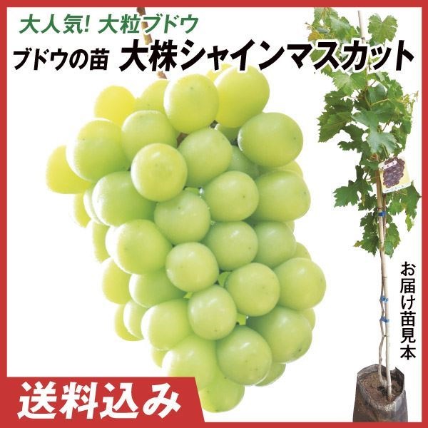果樹苗 大株ブドウ 大株シャインマスカットPVP 1株 送料込み