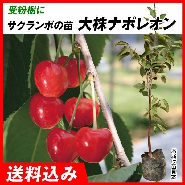 果樹苗 大株サクランボ 大株ナポレオン 1株 送料込み