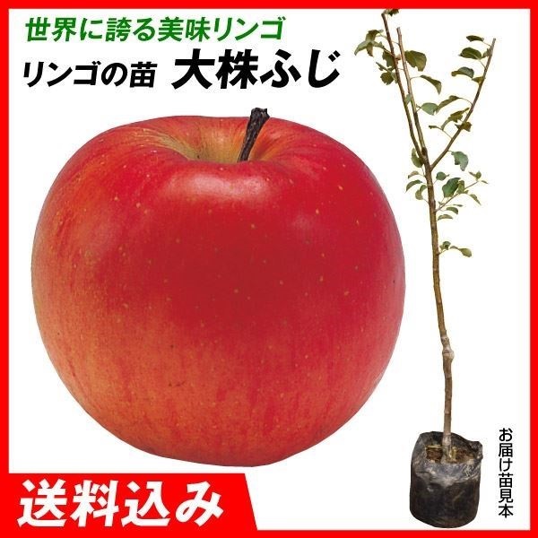 果樹苗 大株リンゴ 大株ふじ 1株 送料込み