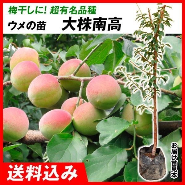 果樹苗 大株ウメ 大株南高（大梅） 1株 送料込み