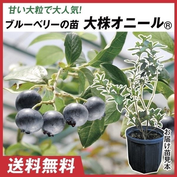 果樹苗 大株サザンハイブッシュ系ブルーベリー 大株オニール 1株 送料込み