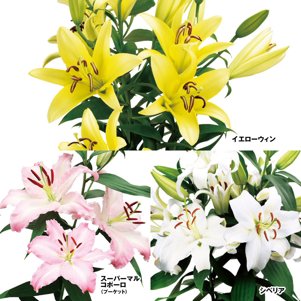 ユリ 球根 花ユリ 人気な切花向きオリエンタルリリーセット 3種12球