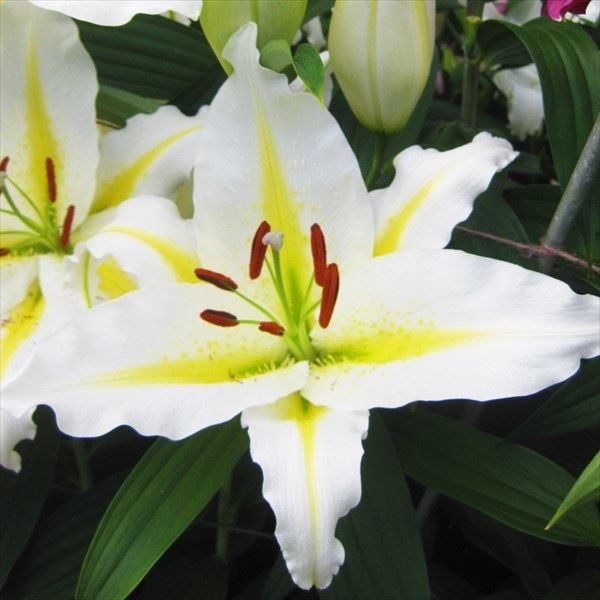 花ユリ 球根 バフェラリ
