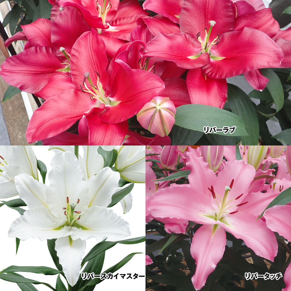 ユリ 球根 花ユリ 無花粉ユリ オリエンタルリリー リバーセット 3種12球