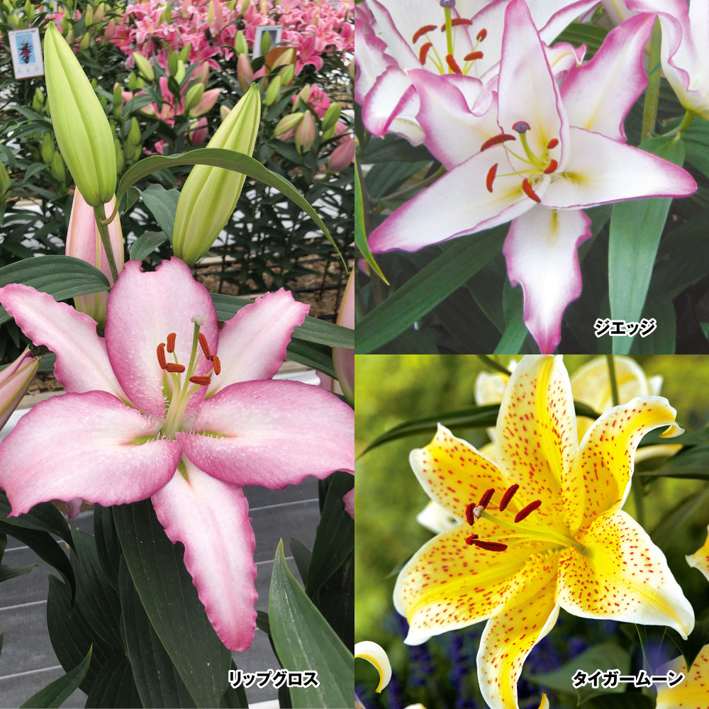 ユリ 球根 切花向きオリエンタルリリーAセット 3種12球