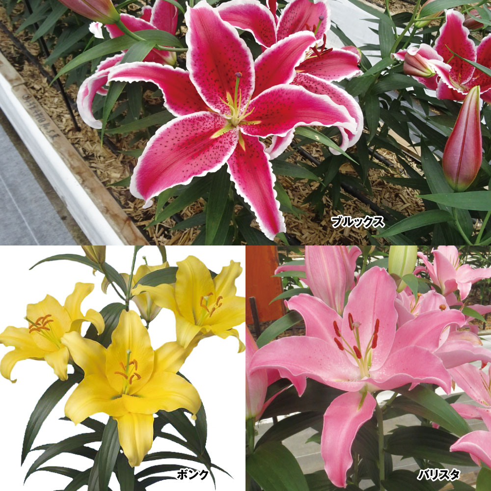 ユリ 球根 切花向きオリエンタルリリーBセット 3種12球