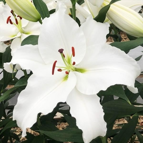 ユリ 球根 花ユリ シグナム