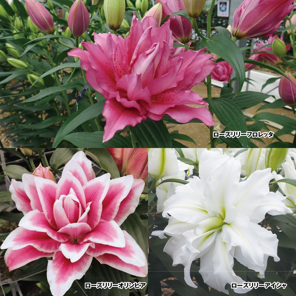 ユリ 球根 八重咲ユリ (無花粉) 美色ローズリリーセット 3種6球