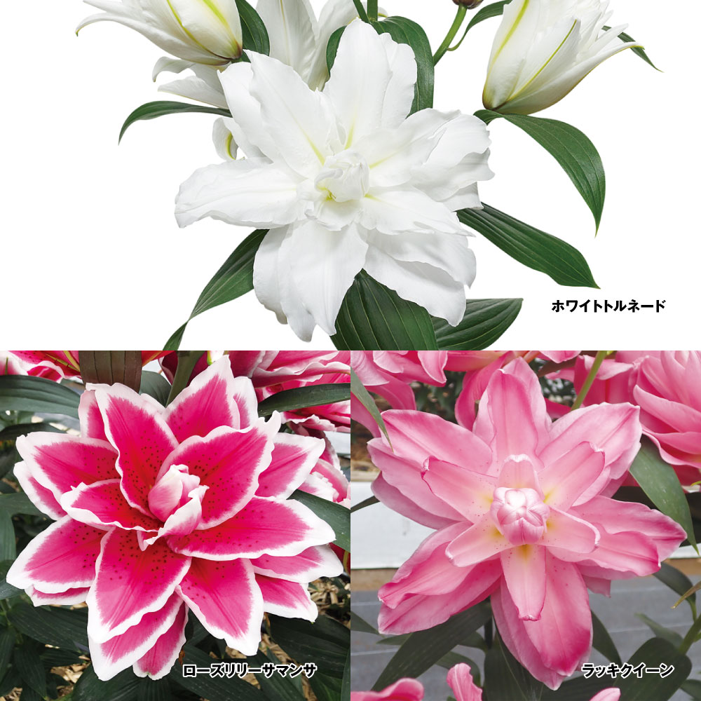 ユリ 球根 花ユリ豪華八重咲オリエンタルリリー特選セット 3種6球