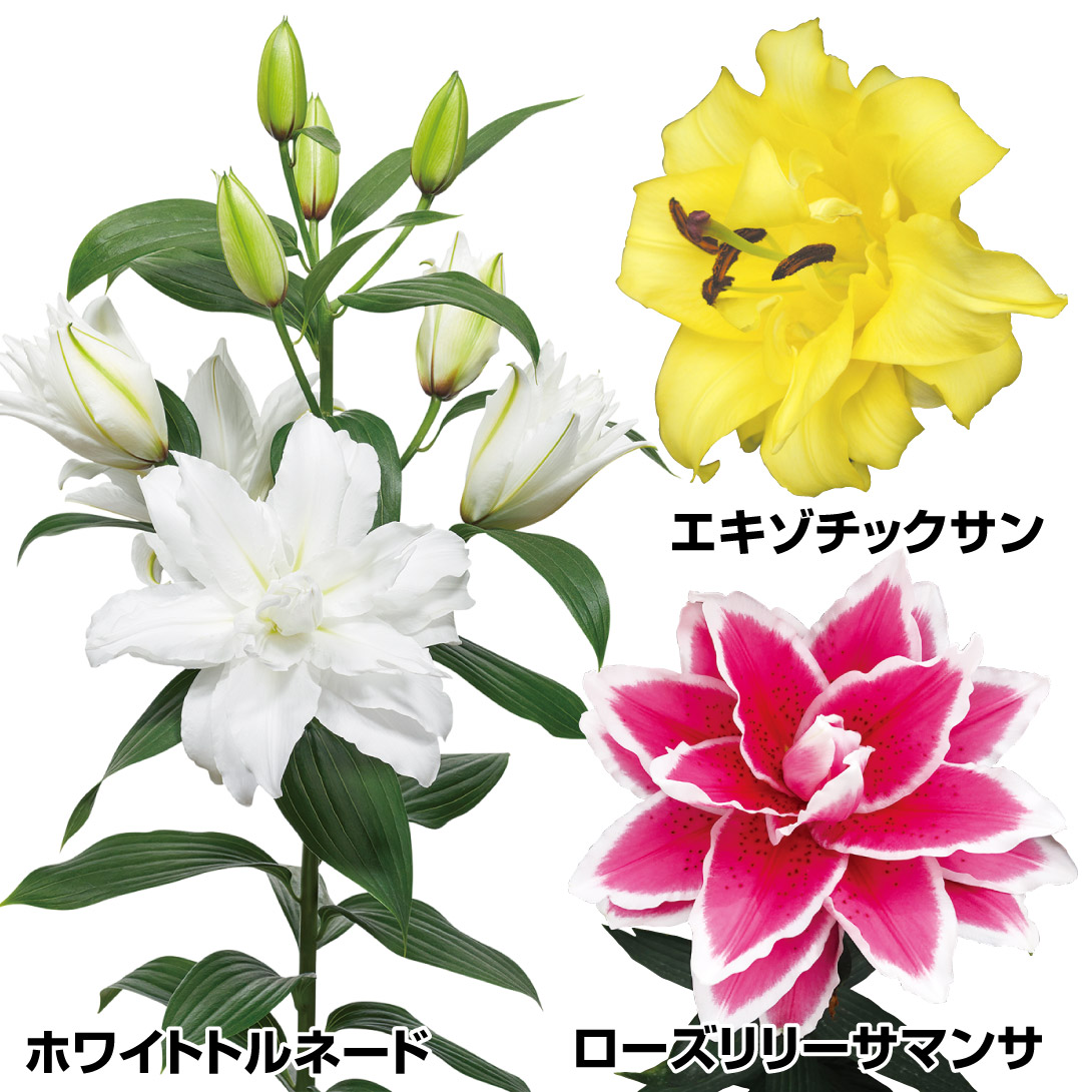 ユリ 球根 八重咲オリエンタルリリーセット 3種6球