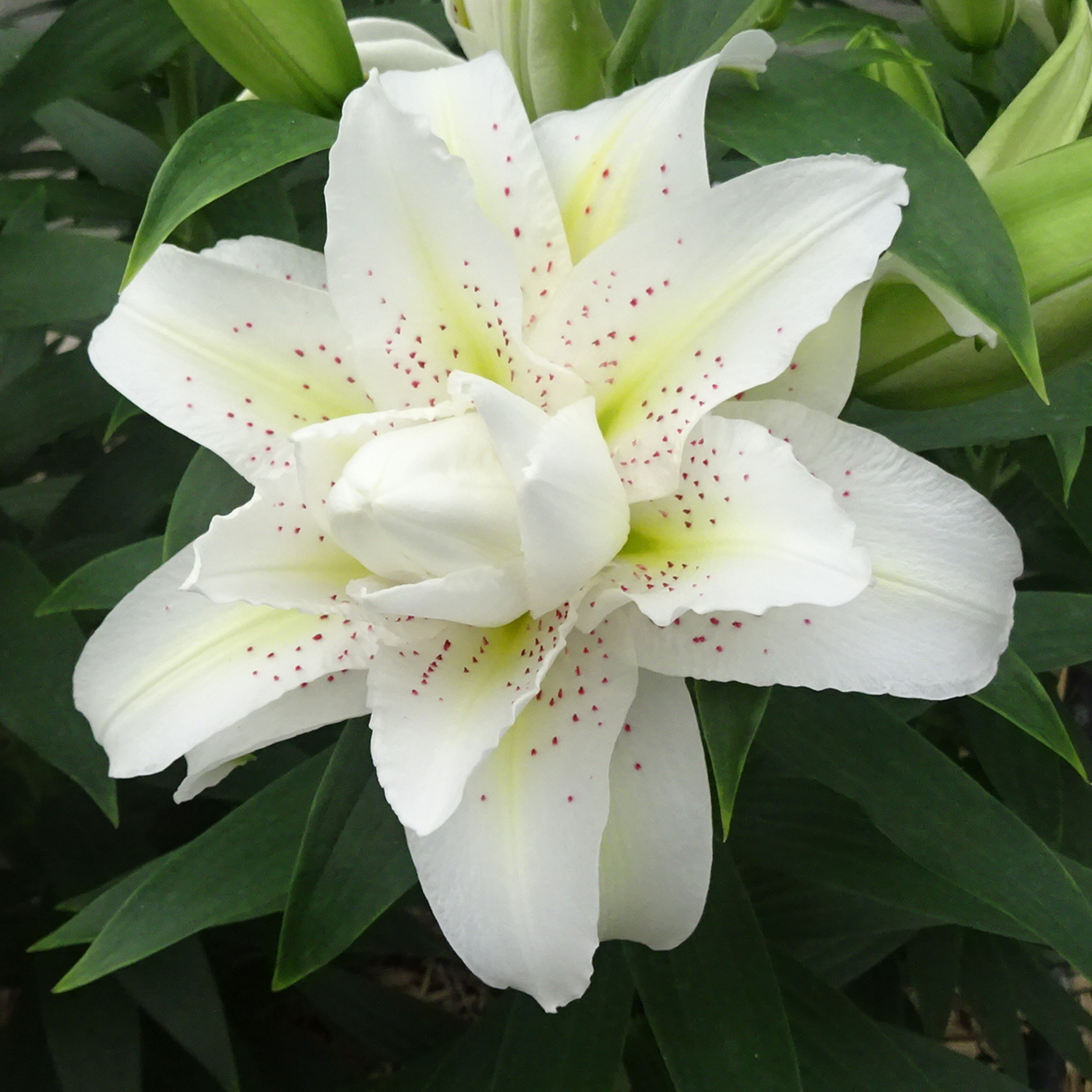 ユリ 球根 ベランダ・鉢植え向き 八重咲ユリ (無花粉) ローズリリー シータ