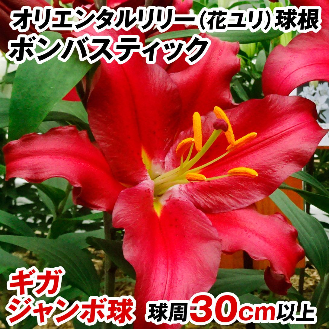 花ユリ 球根 ギガジャンボ球ボンバスティック （球周30㎝以上）