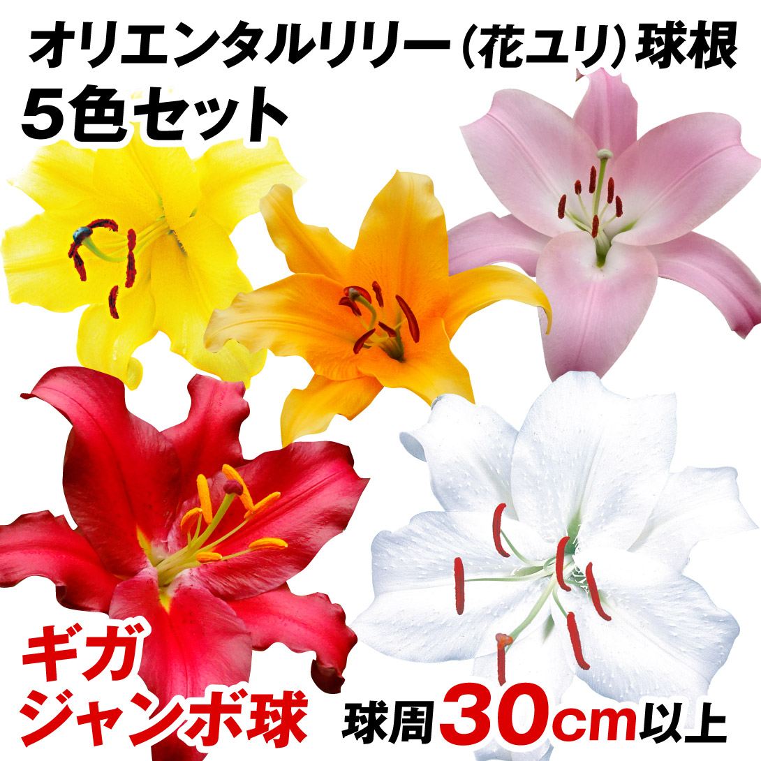 花ユリ 球根 ギガジャンボ球5種5球セット （球周30㎝以上）