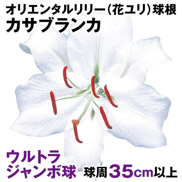 花ユリ 球根 ウルトラジャンボ球カサブランカ （球周35㎝以上）