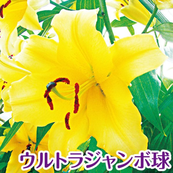 花ユリ 球根 ウルトラジャンボ球ゴールデンカサブランカ （球周35㎝以上）