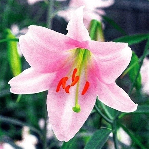 原種ユリ 球根 普通球笹ユリ