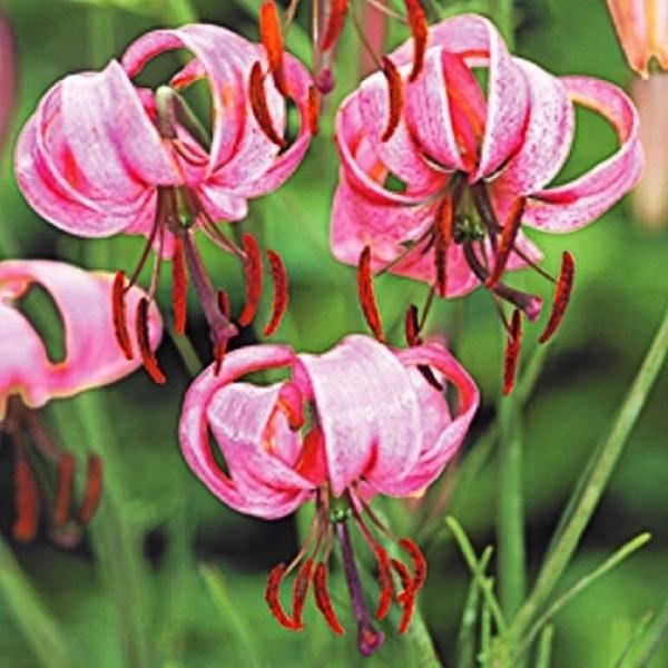 原種ユリ 球根 松葉ユリ