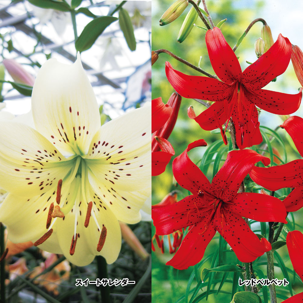 原種ユリ 球根 シャンデリアリリーセット 2種6球