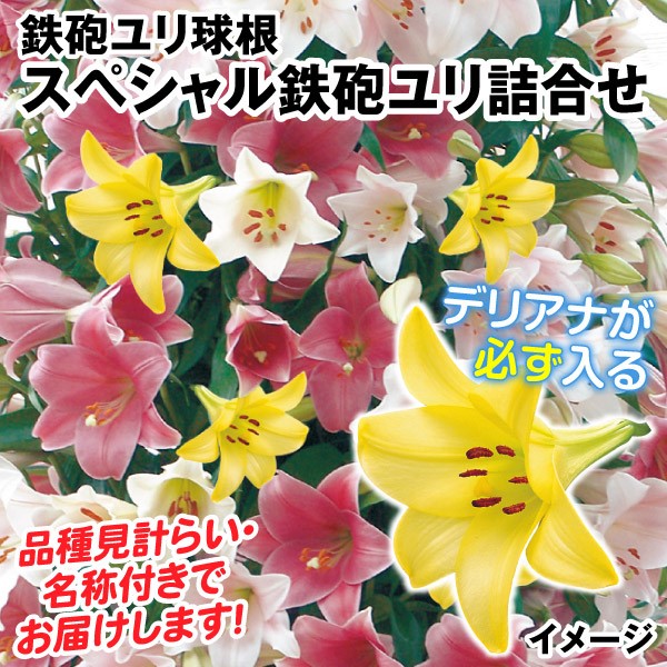 ユリ 球根 スペシャル鉄砲ユリ詰合せ