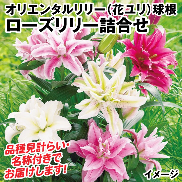 ユリ 球根 ローズリリー詰合せ