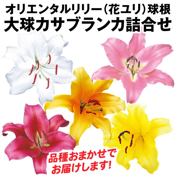 ユリ 球根 大球カサブランカ詰合せ