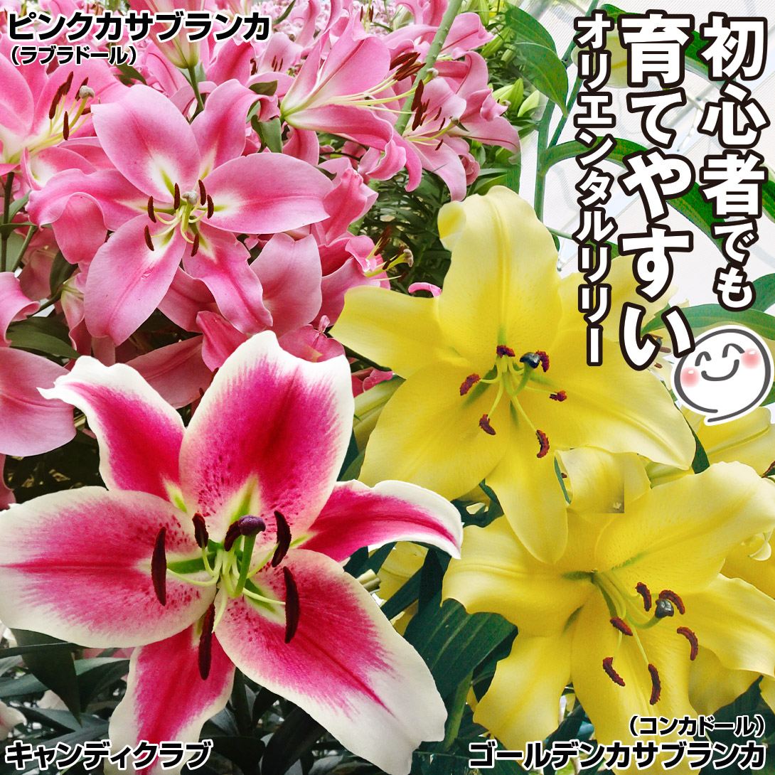 ユリ 球根 花ユリ 育てやすいオリエンタルリリーセット 3種12球 送料込み