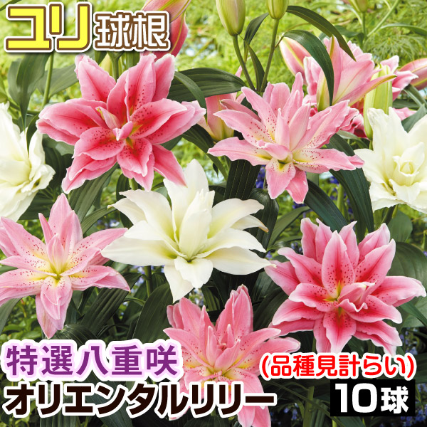 ユリ球根 特選八重咲オリエンタルリリー詰合せ（品種見計らい・名称付き） 10球 送料無料