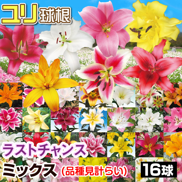 ユリ球根 ユリ ラストチャンスミックス 16球(品種見計らい) 送料無料
