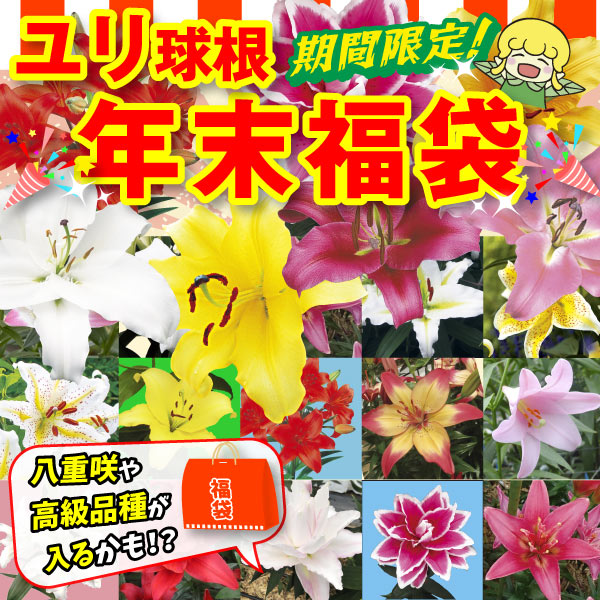 ユリ 球根 ネット限定セール ユリ球根年末福袋 24球 送料込み