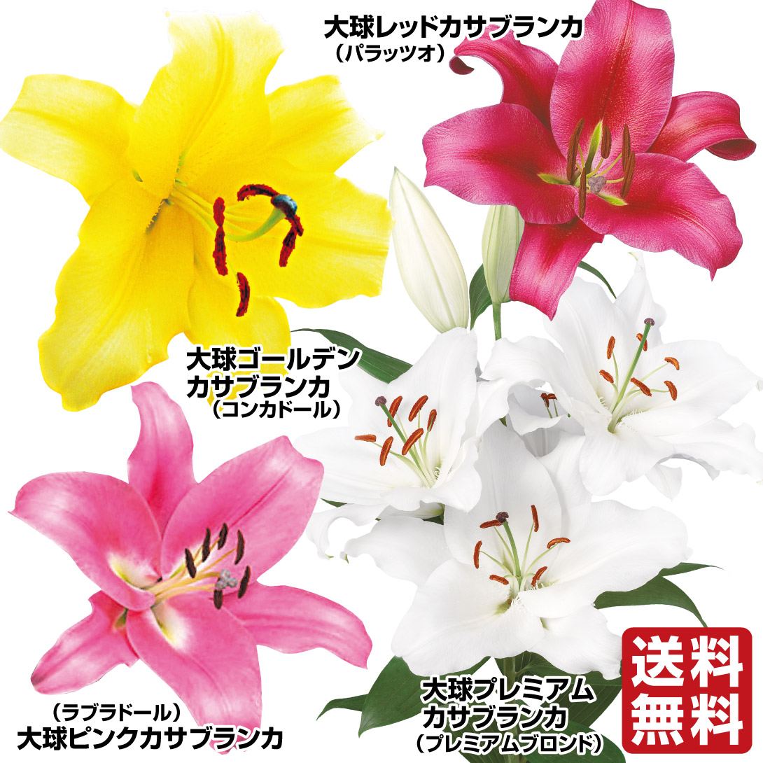 ユリ 球根 超大人気大球 カサブランカセット 4種16球(各4球) 送料無料