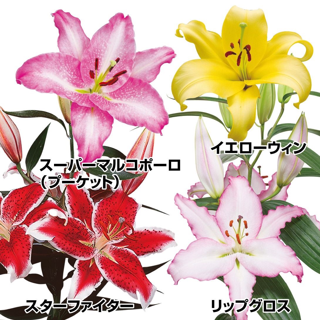ユリ 球根 お楽しみオリエンタルリリーセット 4種16球(各4球) 送料無料