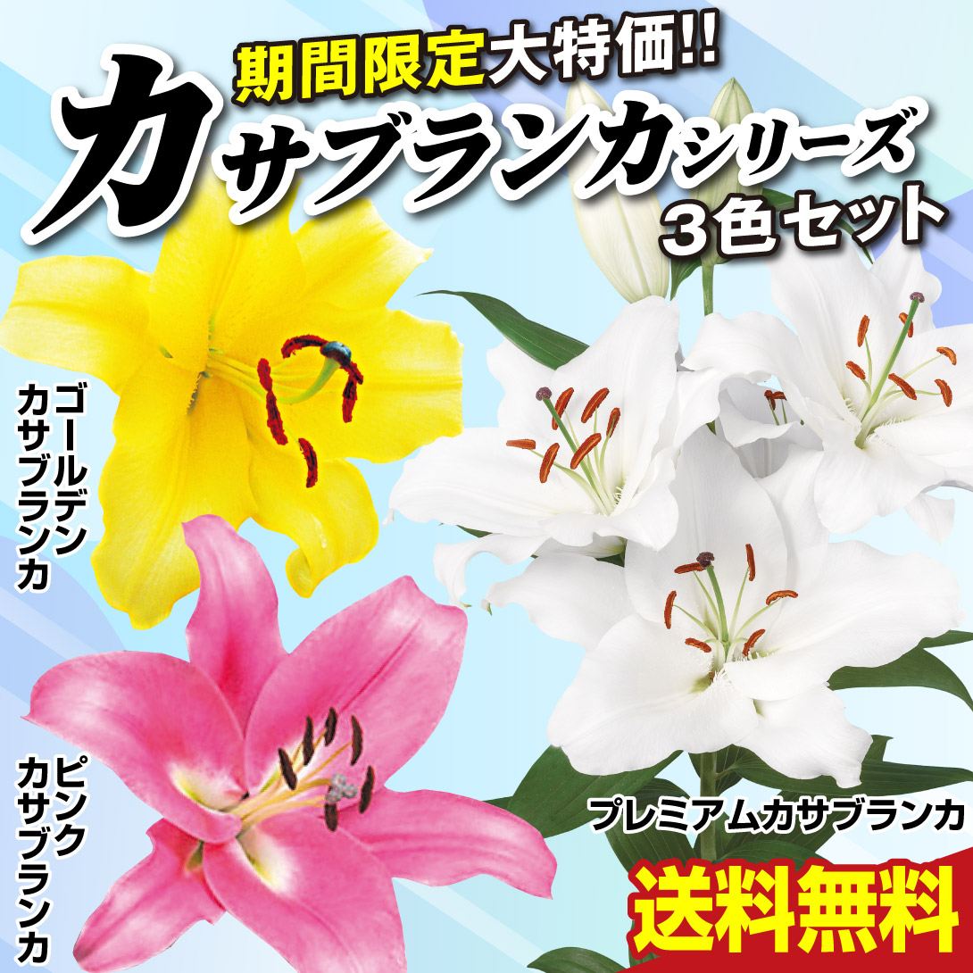 【期間限定】ユリ 球根 大球カサブランカ3色セット 3種16球(白花8球・黄花4球・桃花4球) 送料無料