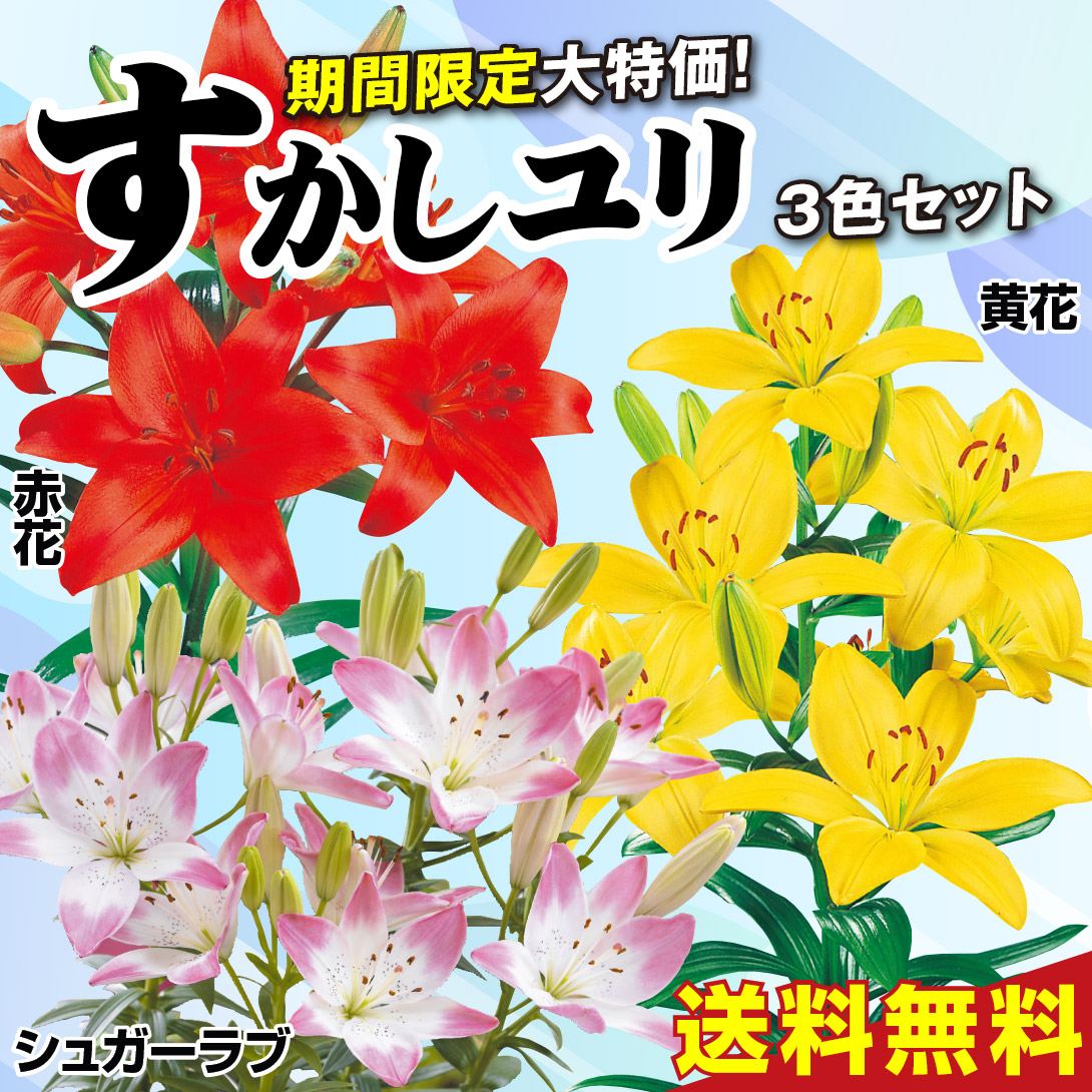 【期間限定】 ユリ 球根 すかしユリ3色セット 3種16球 送料無料